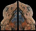 Tall Arizona Petrified Wood Bookends #41499-1